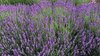 Somerset Lavender