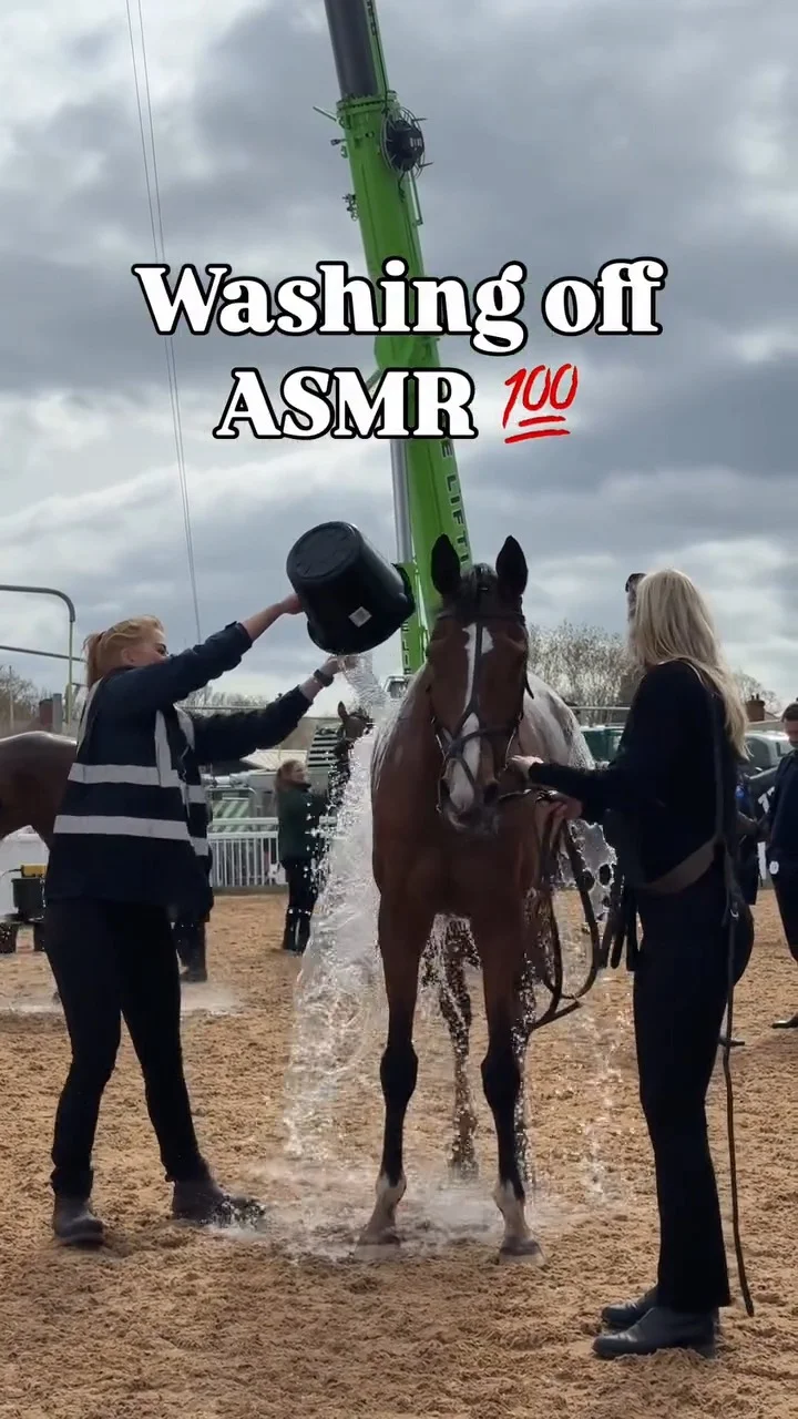 A timely throwback on a hot Bank Holiday Monday ☀️🧊
Cooling down after racing is an important part of post-race care, and this is a great reminder of the vital role our horse handlers play in supporting stable staff 🙏