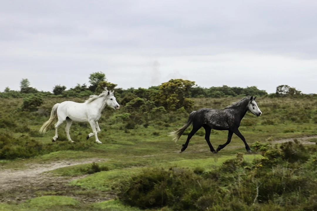 A white horse and a dark grey horse trot across the green heathland of the New Forest under a cloudy sky
