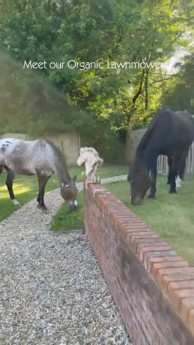 Who needs petrol lawnmowers when we've got organic ones 😂 

Our lovely Langford Farm four legged family members had the best day ever munching on the farmhouse grass 🐴

#organiclawnmowers #horsepowerlawnmowers #newforestholidayretreat #newforestluxuryfarmhouseholidays #newforestlargegroupholidays