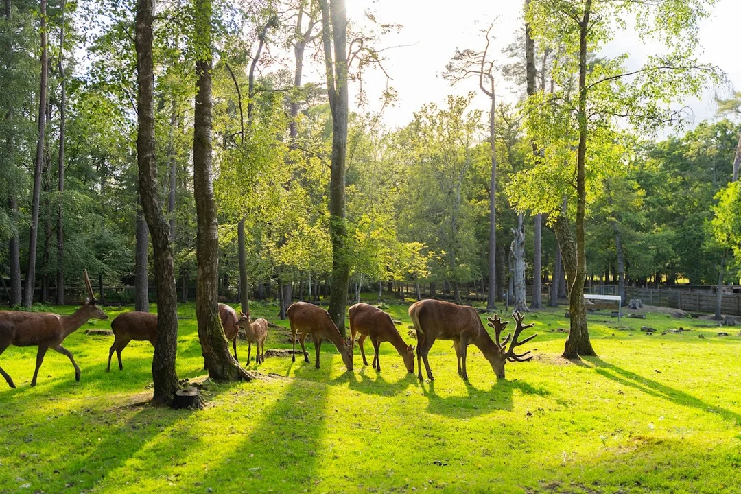 New Forest Wildlife Park hen party activity in New Forest