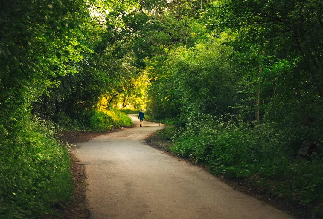 A person walks a dog down a winding path through a lush green forest with sunlight filtering through the trees