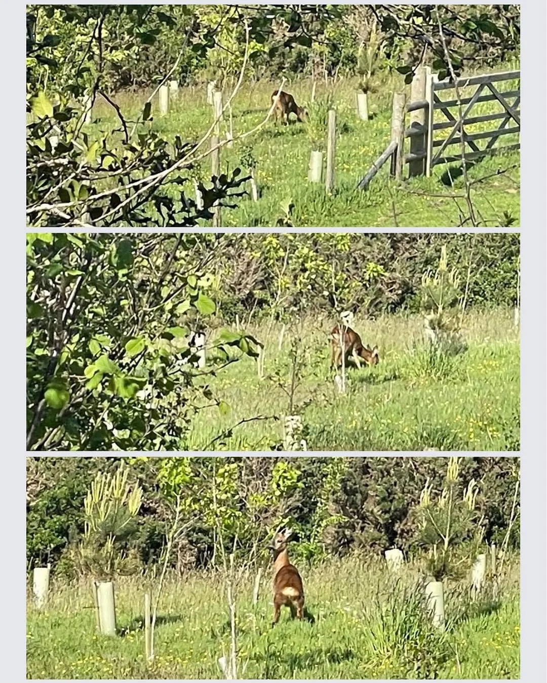 Unexpected guest in the bottom field this evening!