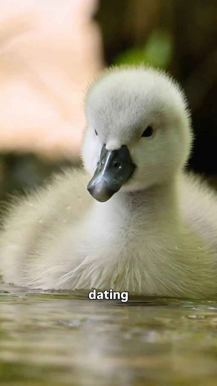 Abbotsbury Swannery hen party activity in Weymouth