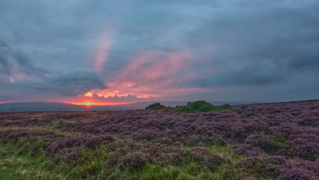 Purple heather fields on the North York Moors under a dramatic pink and orange sunset with crepuscular rays