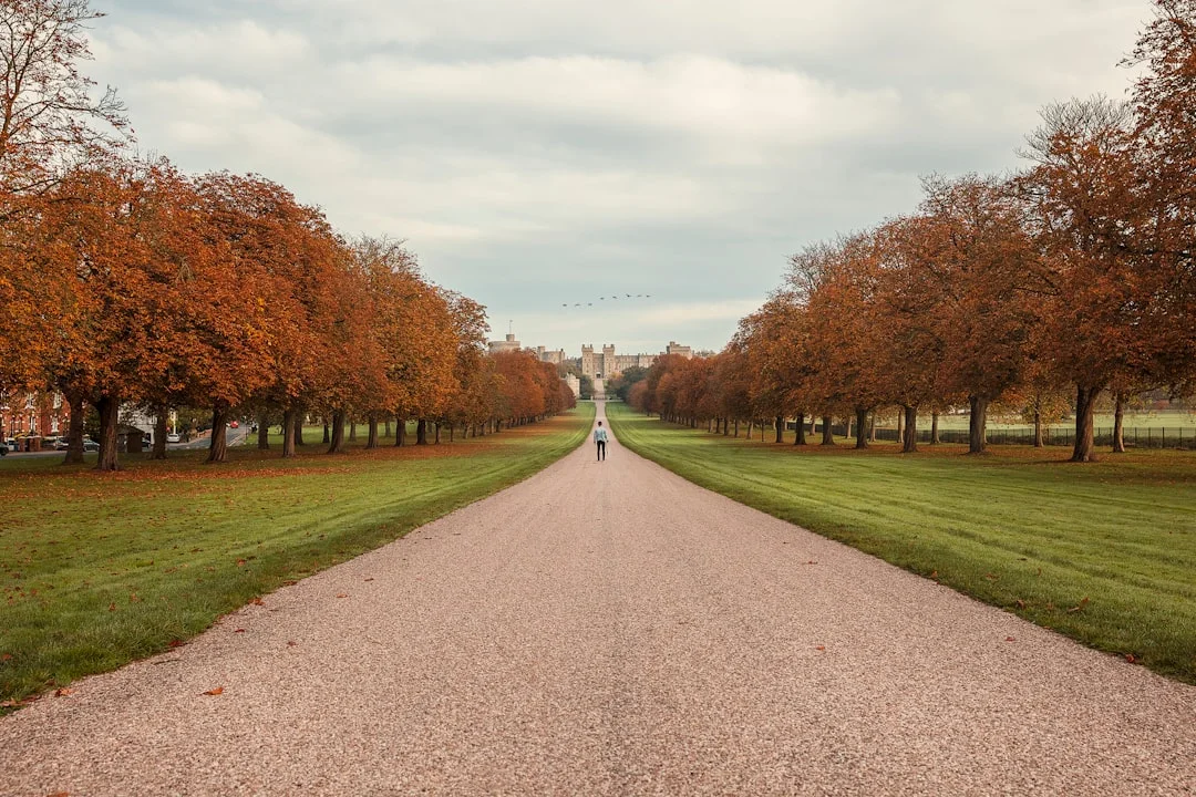 A long gravel path lined with orange autumn trees leading towards Windsor Castle under a cloudy sky