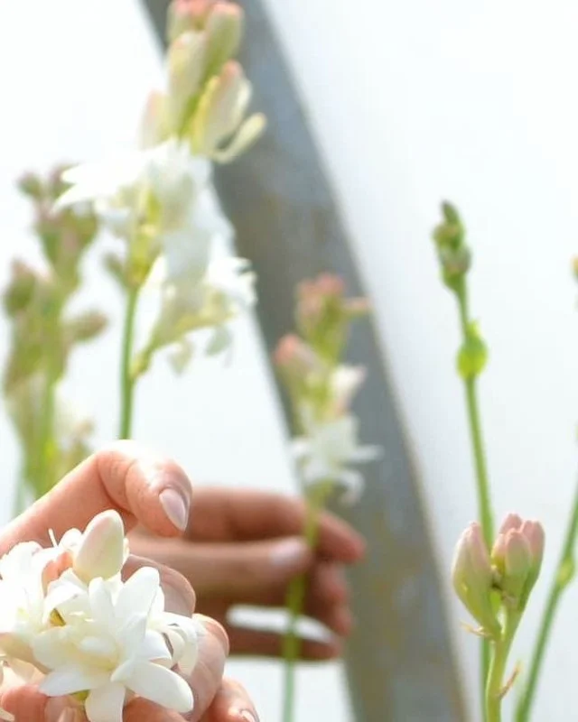 Growing Tuberose …

We have been growing Tuberose for 5 years, but it took time, not only to produce the flowers, but also to find the best method of extracting the precious oil. 

In 2025 we achieved our aim to create a fragrance that revolves around our very own Tuberose extract … Pearl Of The Wild

#fragrance #perfumes #botanicalbeauty #scent #perfume #botanicals #luxuryfragrance #sustainablebeauty