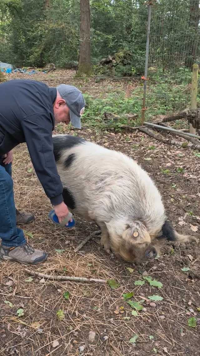 A bride-to-be and her friends walking with llamas through the countryside at Briery Hill Llamas.