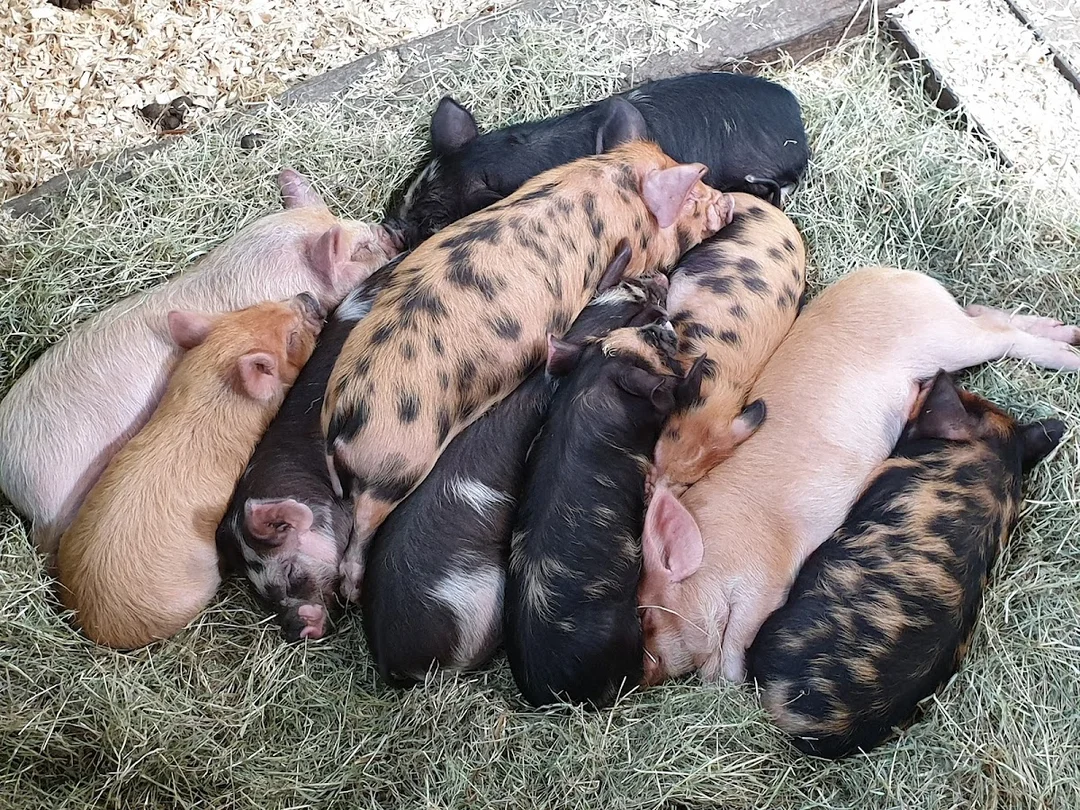 Farmer Palmer's Farm Park is one to shortlist for the hen weekend plan