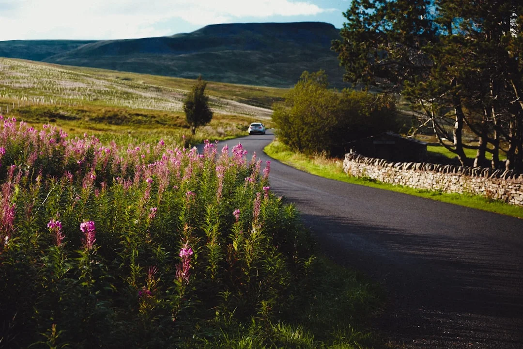 A winding road through the Dorset countryside with pink wildflowers in the foreground and rolling hills