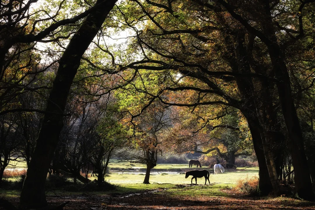 New Forest ponies grazing in a sunlit clearing, framed by dark woodland trees in Hampshire