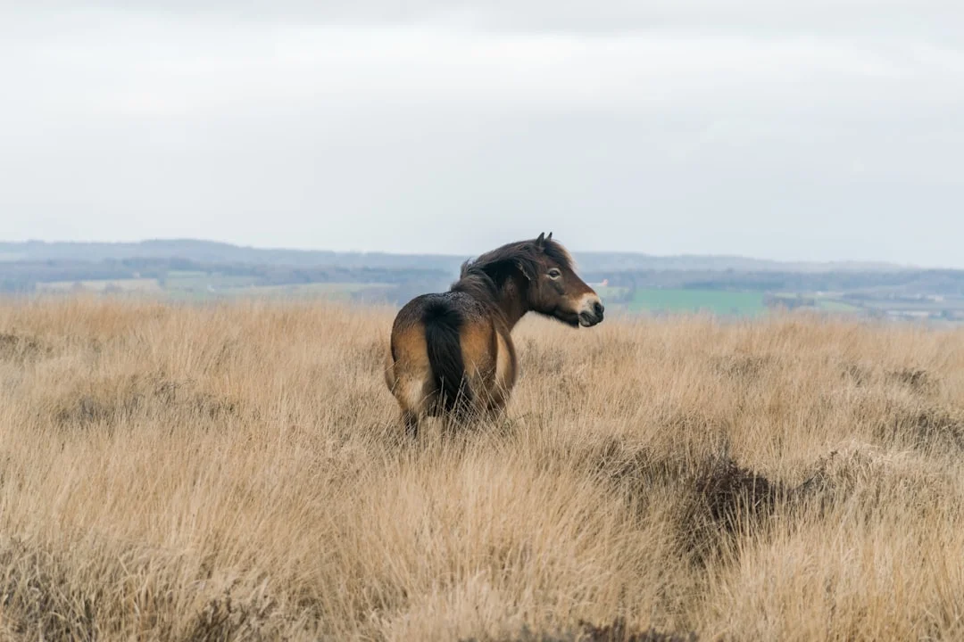 A wild pony stands in tall, dry grass on a hillside in the Mendip Hills, Somerset, looking back