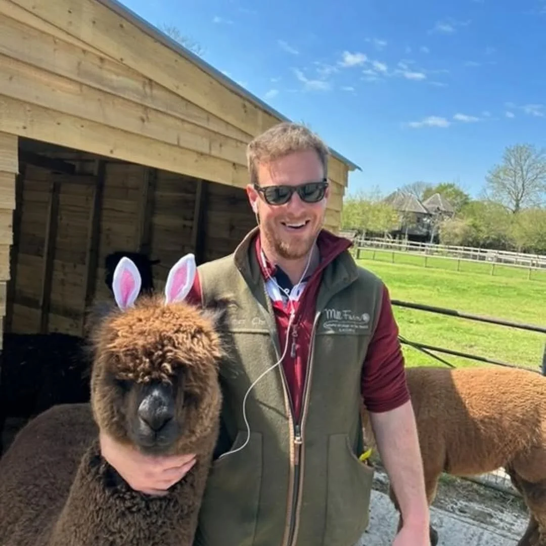 Wiltshire Alpacas hen party activity in Hen Party Ideas Wiltshire
