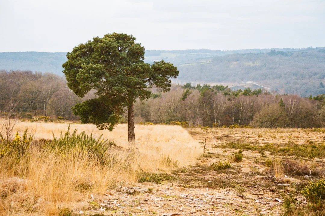 A lone green tree stands in a field of golden grass with a forest and hills in the background