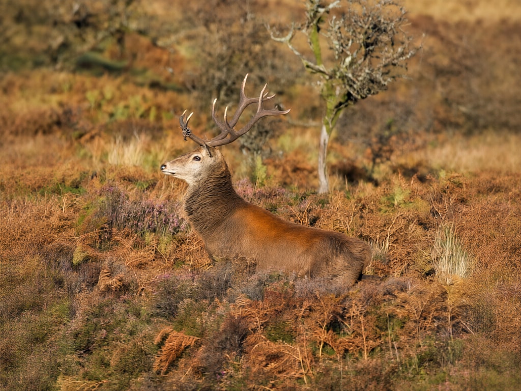Exmoor Wildlife Safaris